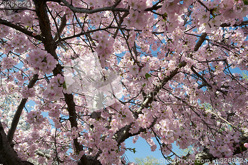 Image of Pink cherry blossoms