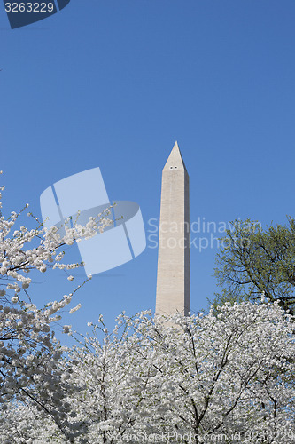 Image of Washington meorial between flowers