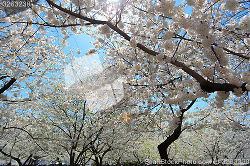 Image of Cherry blossoms