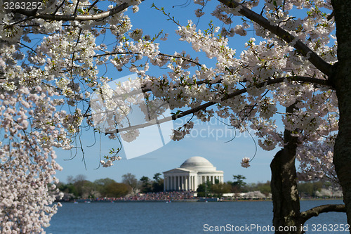 Image of Thomas Jefferson Memorial framed with flowers