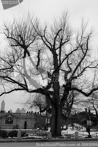 Image of Leaf less tree in Central Park