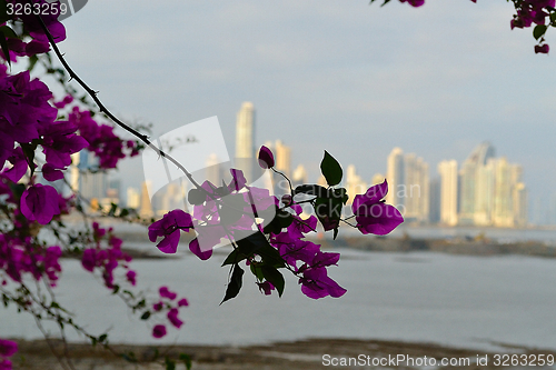 Image of Panama city behind flowers