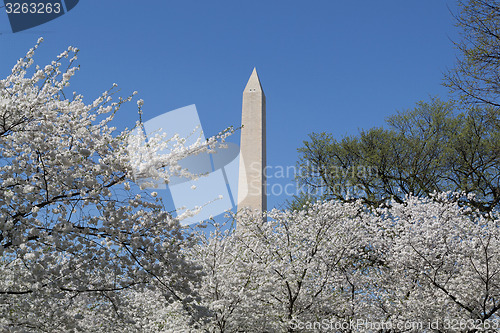 Image of Washington Memorial and cherry blossoms