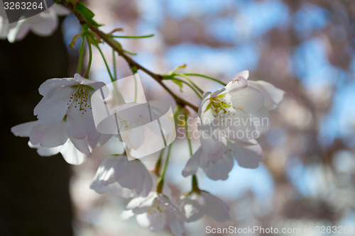 Image of Cherry tree flower bunch