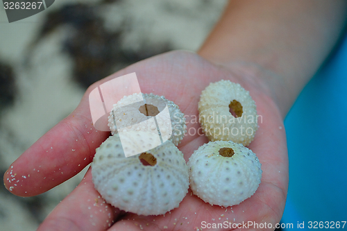 Image of Sea urchin sell