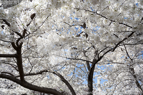 Image of White floers during the Cherry Blossom festival