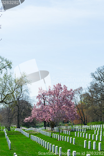 Image of Pink flowers at Arlington Cemetery 