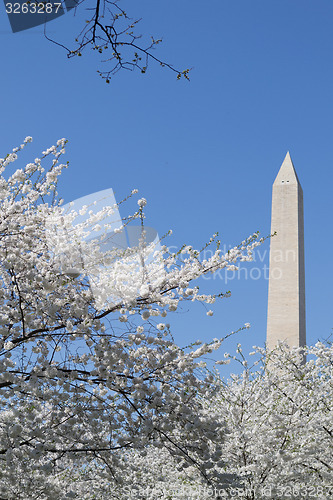 Image of Washington Memorial between white flower