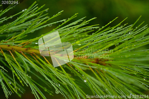 Image of Water drops on a pine branch