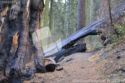 Image of Bridge across a sequoia