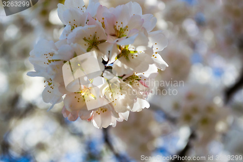 Image of Sakura flower