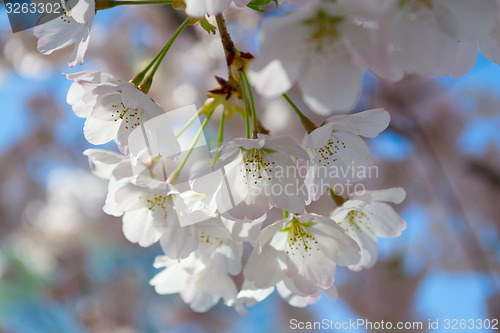 Image of White and pink flowers