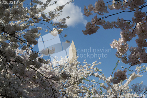 Image of Flowers around the Washington Memorial