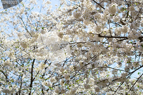 Image of White flower