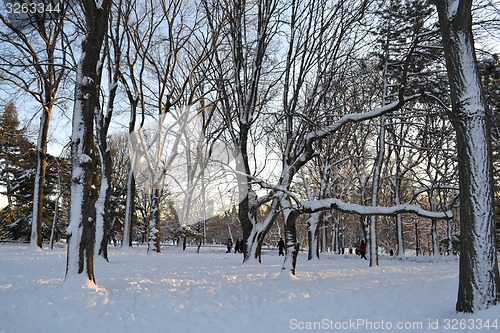 Image of Snow in Central Park