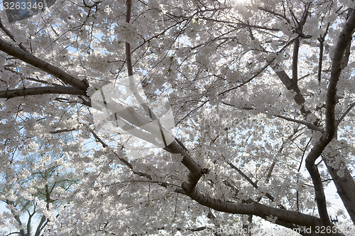 Image of White flowery sky