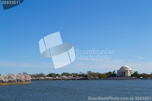 Image of Thomas Jefferson Memorial during the cherry blossom festival