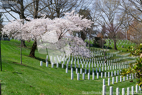 Image of Sakura tree at the Arlington Cemetery 