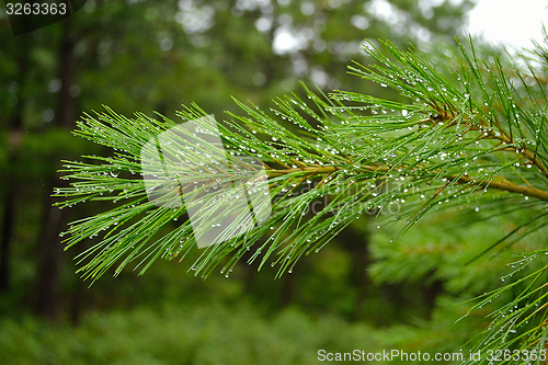 Image of Wet pine needle
