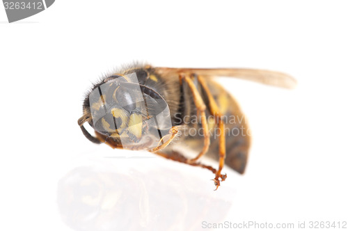 Image of Dead wasp isolated