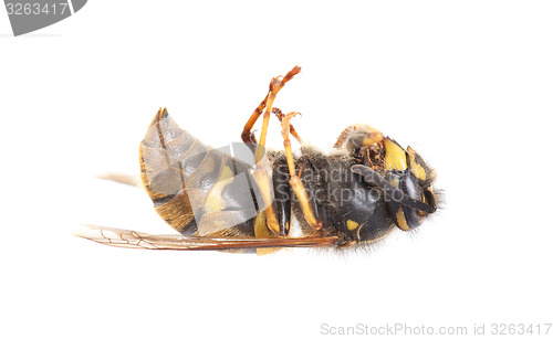 Image of Dead wasp isolated