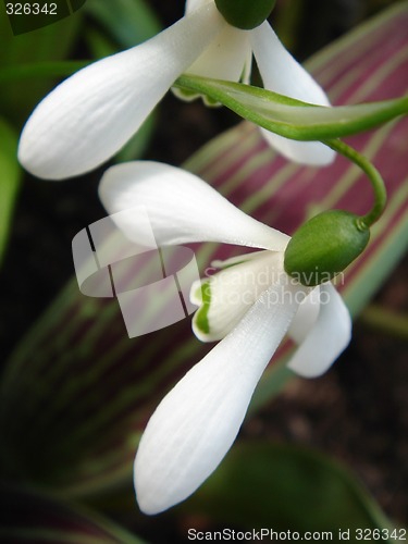 Image of Flowers blooming