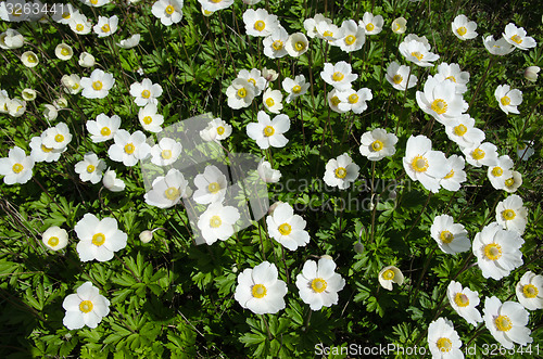 Image of Shiny Snowdrop Anemones