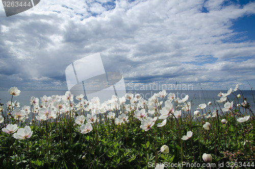 Image of Coastal backlit anemones