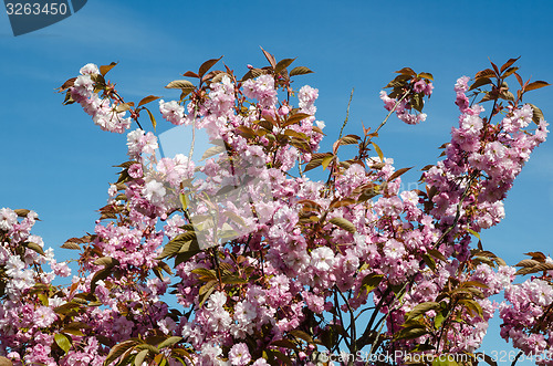 Image of Cherry blossom at blue sky