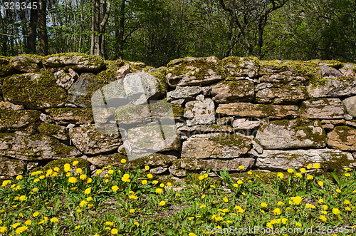 Image of Dandelions at mossy stone wall