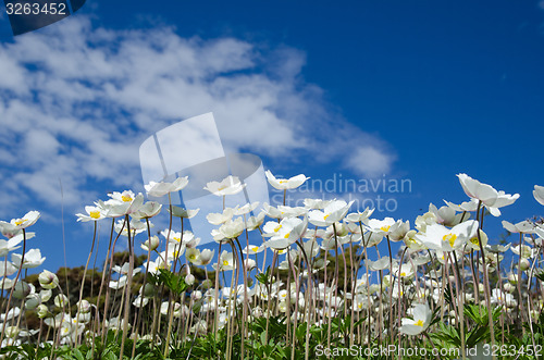 Image of White anemones at blue sky