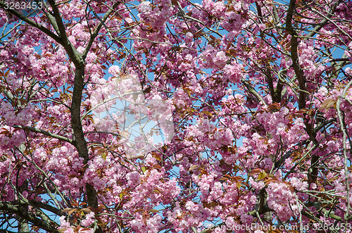 Image of Cherry blossom all over