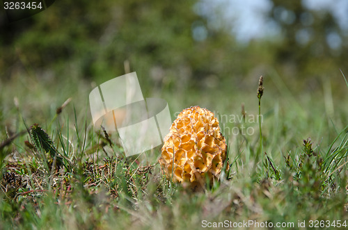 Image of False morel closeup