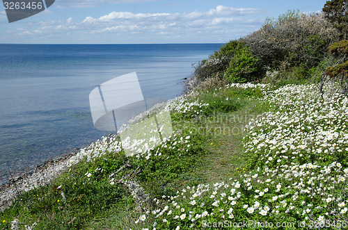 Image of Snowdrop Anemones by the coast