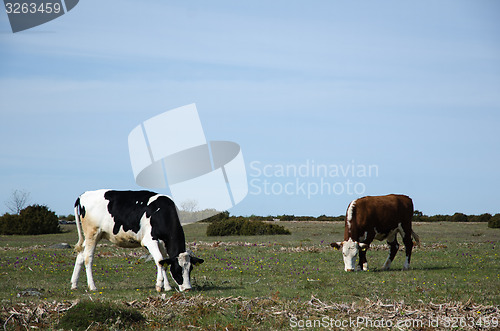 Image of Grazing cattle in a grassland