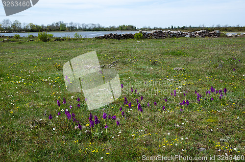 Image of Blossom flowers in a grassland