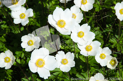Image of White anemones closeup