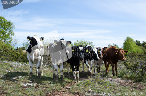 Image of Looking cattle