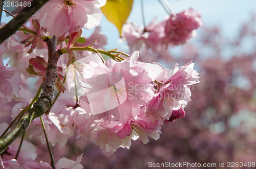 Image of Cherry blossom close up