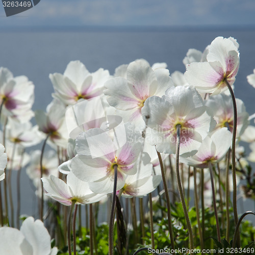 Image of White anemones from the back