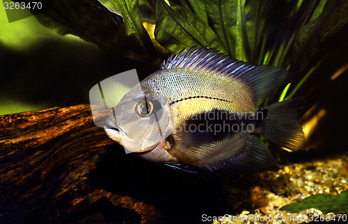 Image of Adult specimen of Triangle cichlid. Uaru Amphiacanthoides.