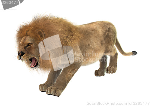 Image of Male Lion
