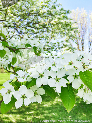 Image of White blossom of apple trees