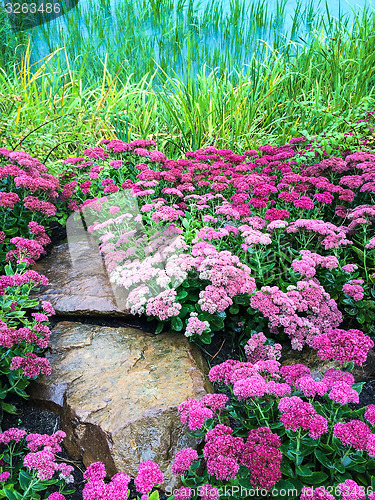 Image of Blooming purple flowers