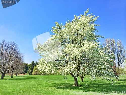 Image of White blooming tree in spring garden