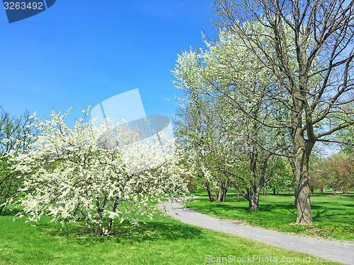 Image of White blooming trees in spring park