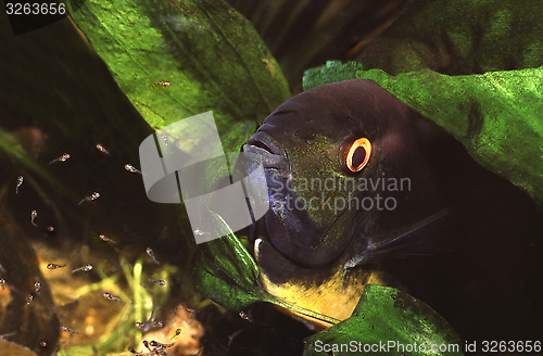 Image of Banded cichlid female protecting free swimming fry. Heros Efasciatus.