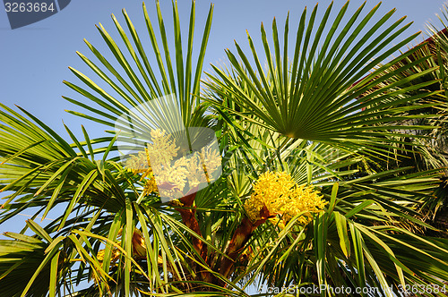 Image of Blooming palm tree