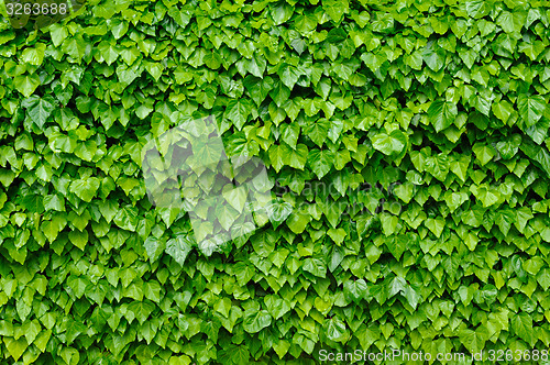 Image of Green ivy background