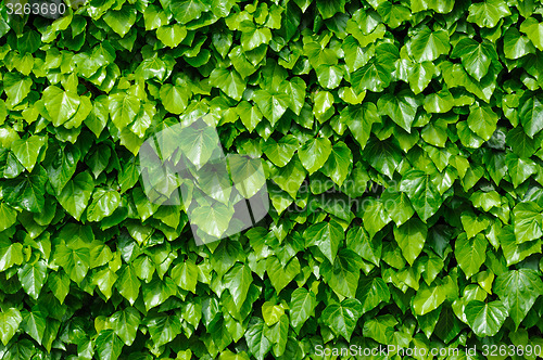 Image of Green ivy background